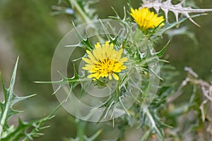 Spotted golden thistleÃÂ , Scolymus maculatus, brilliant yellow flower photo